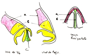 Opération de Chirurgie esthétique du nez - Dr Senechaut - Etampes et 77